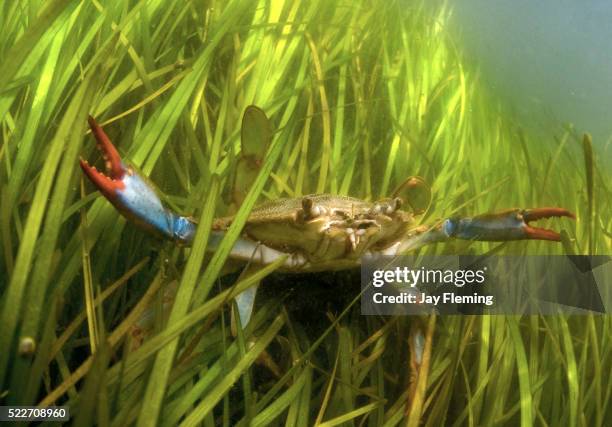 blue crab in eel grass - blue crabs stock pictures, royalty-free photos & images