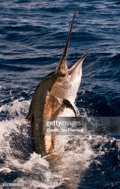 atlantic sailfish catch and release - segelfische stock-fotos und bilder