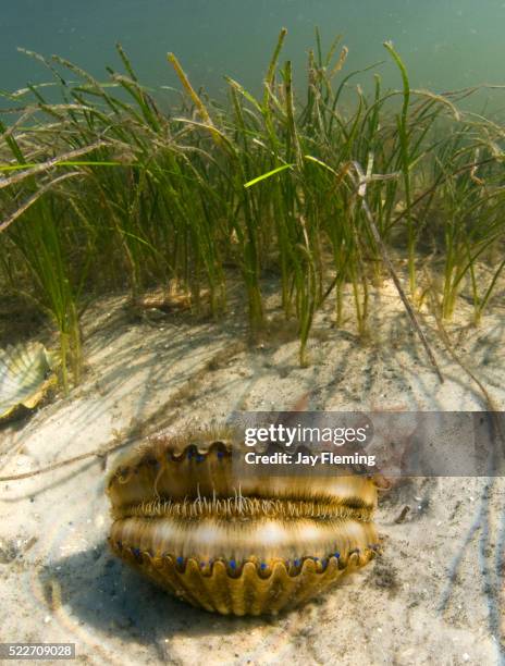 bay scallop florida - conchiglia di san giacomo foto e immagini stock