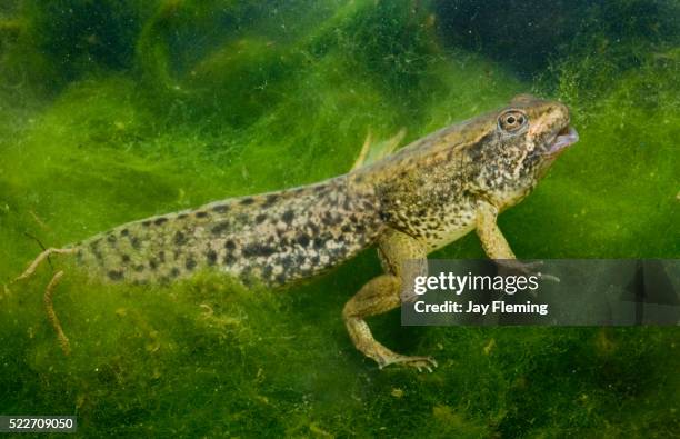 american green frog metamorphosis - tadpole stock pictures, royalty-free photos & images