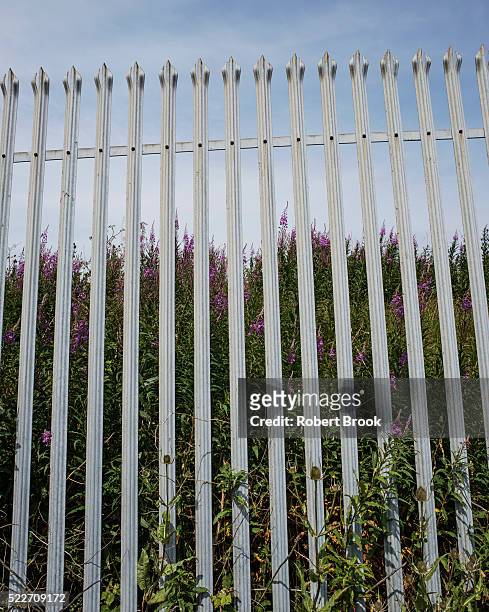 palisade fence with weeds - palissades stockfoto's en -beelden