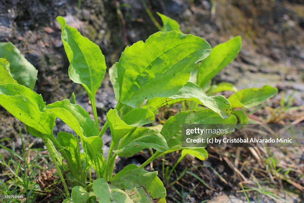 Plantago major (broadleaf plantain, or greater plantain)
