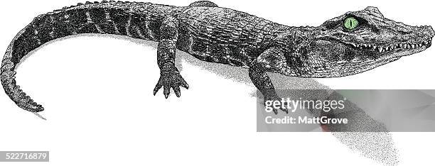 baby crocodile - caiman stock illustrations