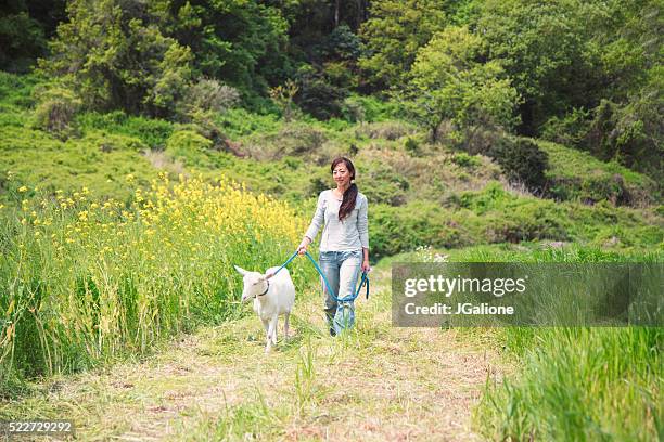 woman walking with her pet goat in a field - goat wearing collar stock pictures, royalty-free photos & images