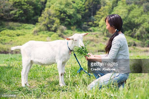 woman feeding a goat in a field - goat wearing collar stock pictures, royalty-free photos & images
