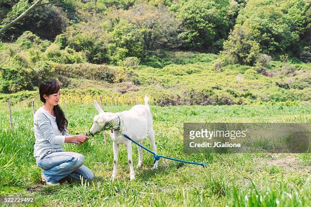 frau fütterung die ziege in einem feld - goat wearing collar stock-fotos und bilder