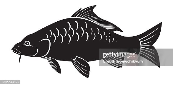 Carp vector Carp vector