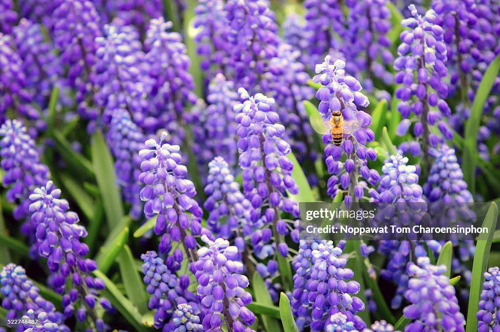 Honey Bee with Lupines