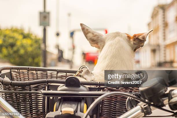 dog in basket on bicycle - bicycle basket stock pictures, royalty-free photos & images