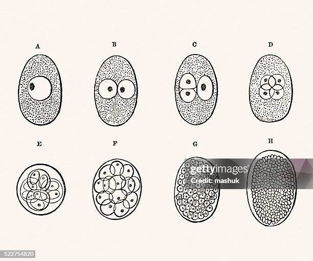 embryo entwicklung 19. jahrhundert medizinische abbildung - human embryo stock-grafiken, -clipart, -cartoons und -symbole