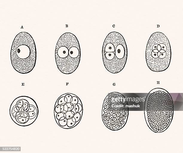 胚開発 19 世紀の医療イラストレーション - ヒトの胚点のイラスト素材／クリップアート素材／マンガ素材／アイコン素材