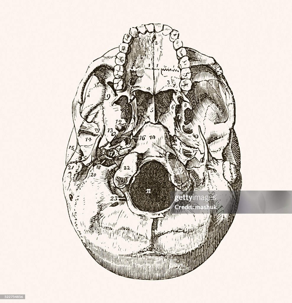 Human Scull Base 19 Century Medical Illustration High-Res Vector ...