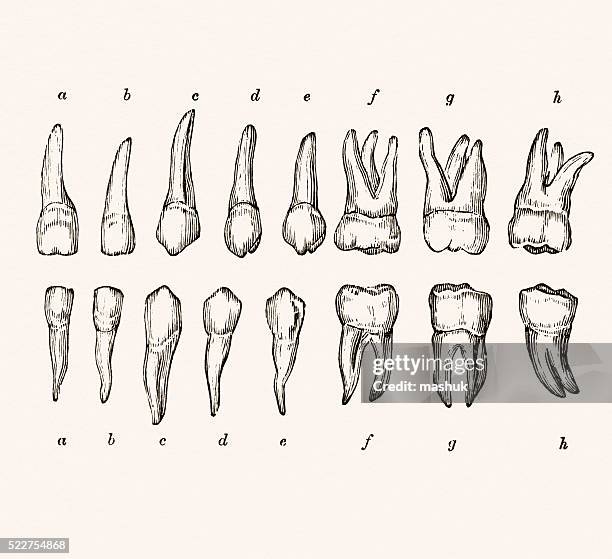 Vector Tooth Chart Diagram Of Human Teeth Photos and Premium High Res Pictures - Getty Images