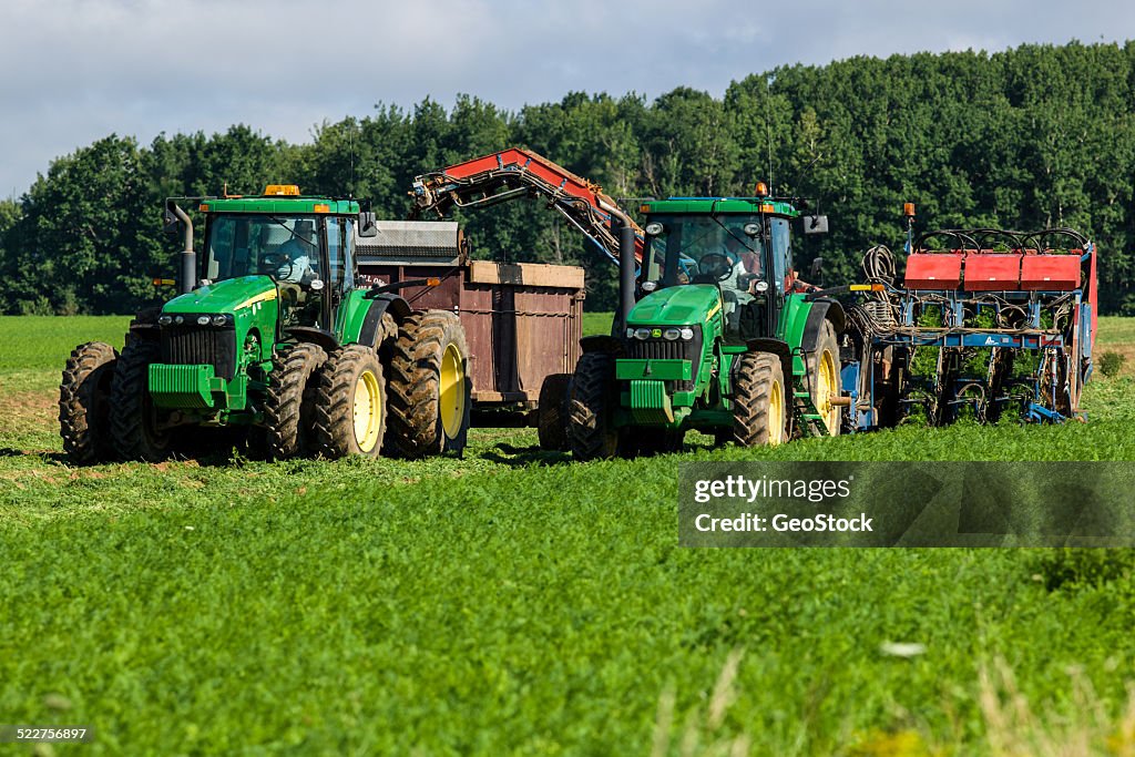 Combines harvest a carrot field