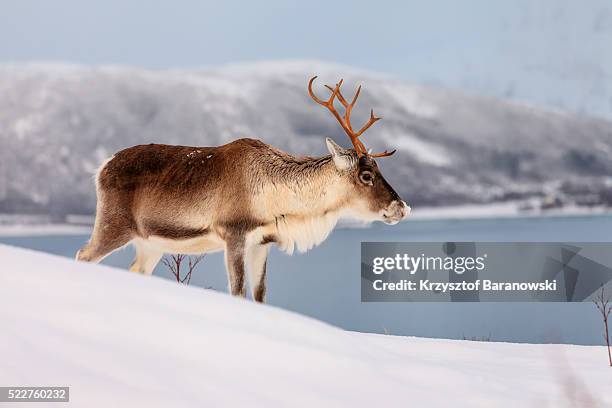 winter tranquility - finnmark county stock pictures, royalty-free photos & images