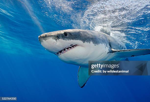 white shark - weißer hai stock-fotos und bilder