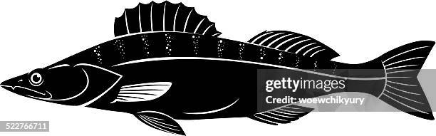 pike perch vector - sander stock illustrations