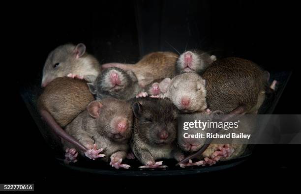 baby rats in a bowl - rats nest stock pictures, royalty-free photos & images