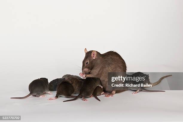Infanticide Rats 223 Infant Rat Stock Photos, High-Res Pictures, and Images - Getty Images