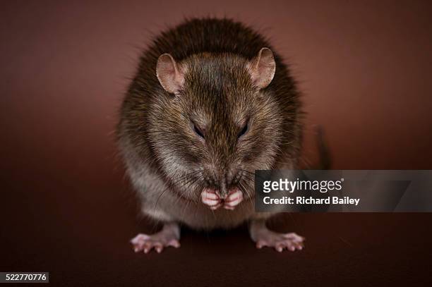 brown rat - animal behavior stock-fotos und bilder