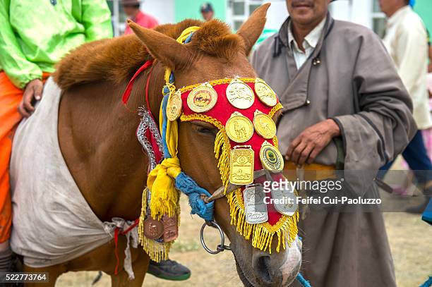 a decorated horse at naadam festival - nadaam festival stock pictures, royalty-free photos & images