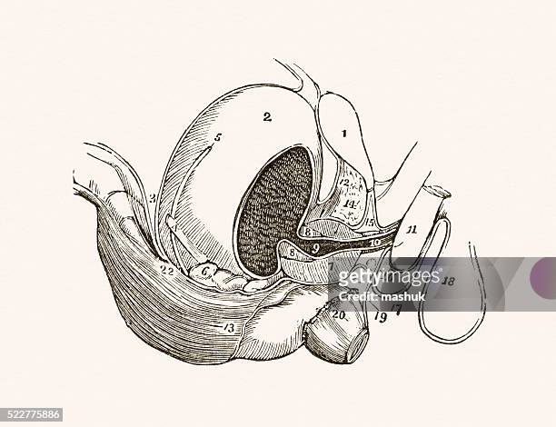 male pelvis and ureteral system 19 century medical illustration - anatomical model stock illustrations