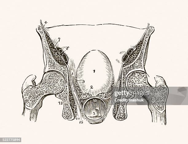 human pelvis 19 century medical illustration - ear diagram stock illustrations