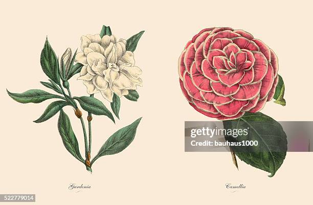 viktorianischen botanische abbildung eines gardenia und kamelie pflanzen - perennial stock-grafiken, -clipart, -cartoons und -symbole