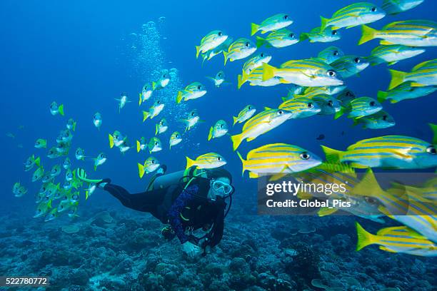 bluestripe snapper and diver - palau - bigscale soldierfish stock pictures, royalty-free photos & images