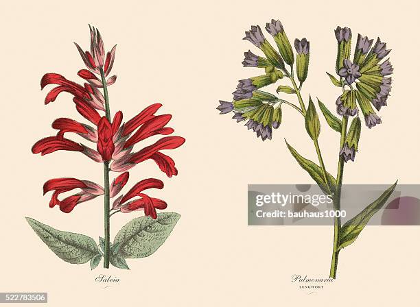 victorian botanical illustration of salvia and lungwort plants - red salvia stock illustrations