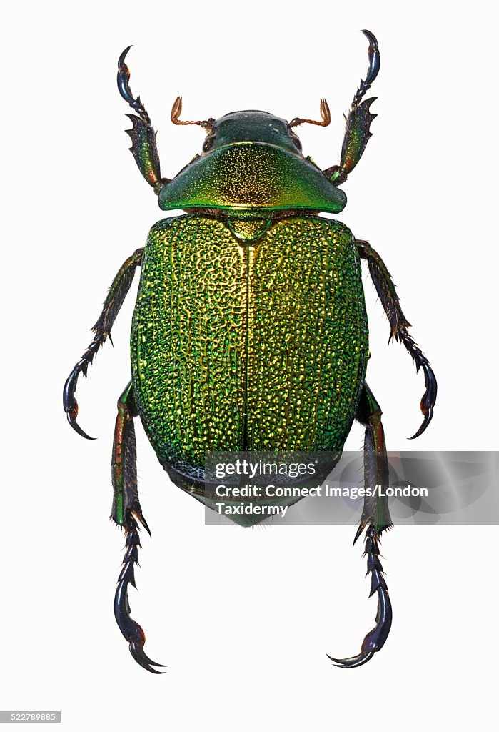 Overhead view of chrysophora chrysochlora beetle