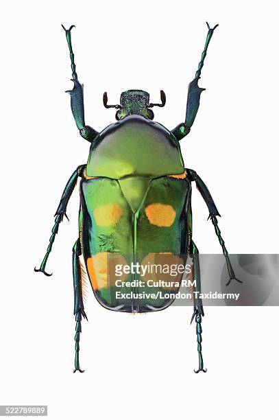 overhead view of jumnos ruckeri beetle - beetle isolated stock pictures, royalty-free photos & images