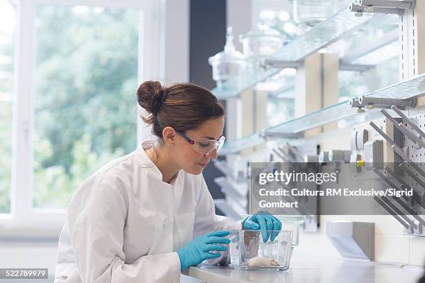 young female scientist monitoring mouse in glass box in laboratory - rodent stock pictures, royalty-free photos & images
