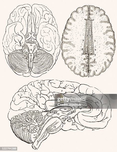 Human Brain 19 Century Medical Illustration High-Res Vector