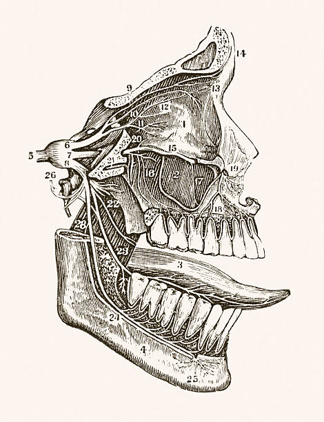 Jaw Inervation 4,705 Jaw Anatomy Stock Photos, High-Res Pictures, and Images - Getty ...