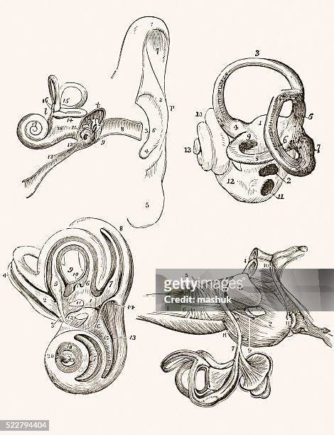 human inner ear 19 century medical illustration - cochlea stock illustrations