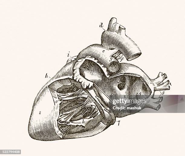 bildbanksillustrationer, clip art samt tecknat material och ikoner med human heart 19 century medical illustration - heart ventricle