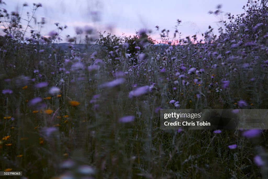 Purple flowers at sunrise