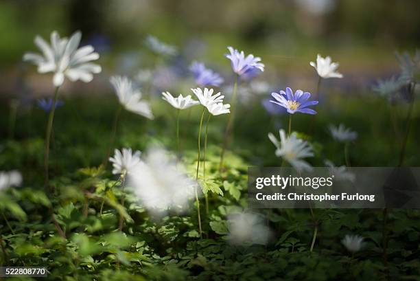 Wild flowers bloom next to Shottery Brook outside Anne Hathaway's Cottage on April 19, 2016 in Stratford-upon-Avon, England. 2016 will see the 400th...
