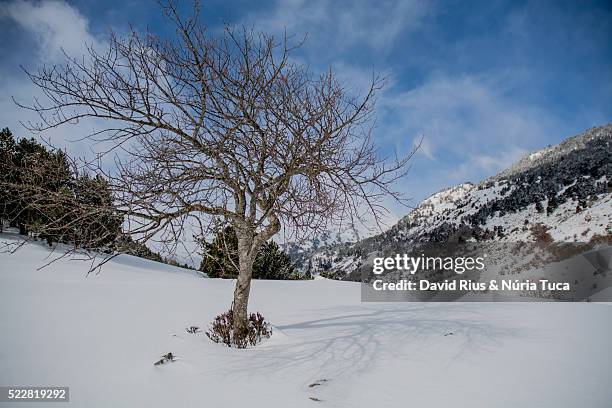 snowy landscape - wood trunc imagens e fotografias de stock