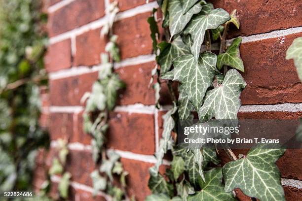 ivy growing up a brick wall - bte stock pictures, royalty-free photos & images