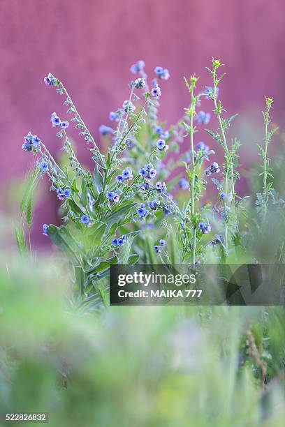 blue hound's-tongue (cynoglossum creticum) - cynoglossum stock pictures, royalty-free photos & images