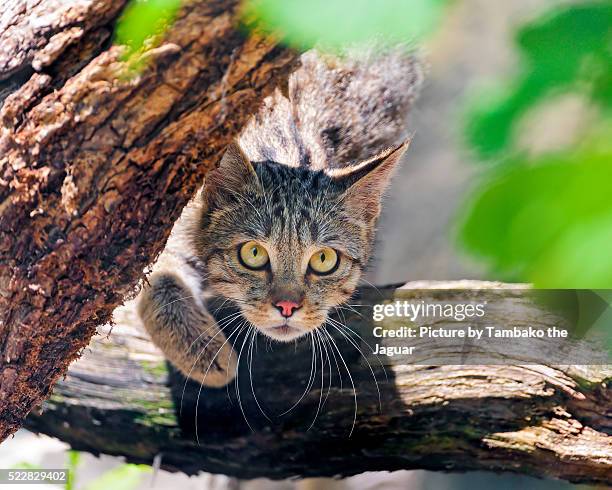 wild cat walking over the branch - wildkatzenart stock-fotos und bilder