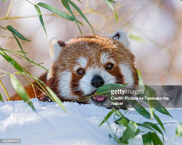 small panda eating in the snow - red panda stock pictures, royalty-free photos & images