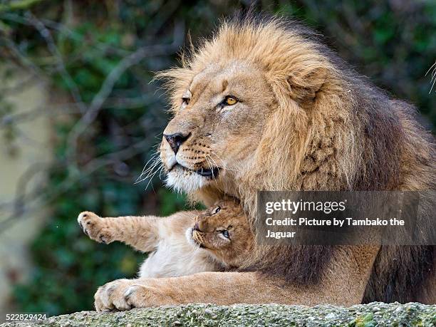 1 277 Lion And Son Stock Photos High Res Pictures And Images Getty 1-277-lion-and-son-stock-photos-high-res-pictures-and-images-getty