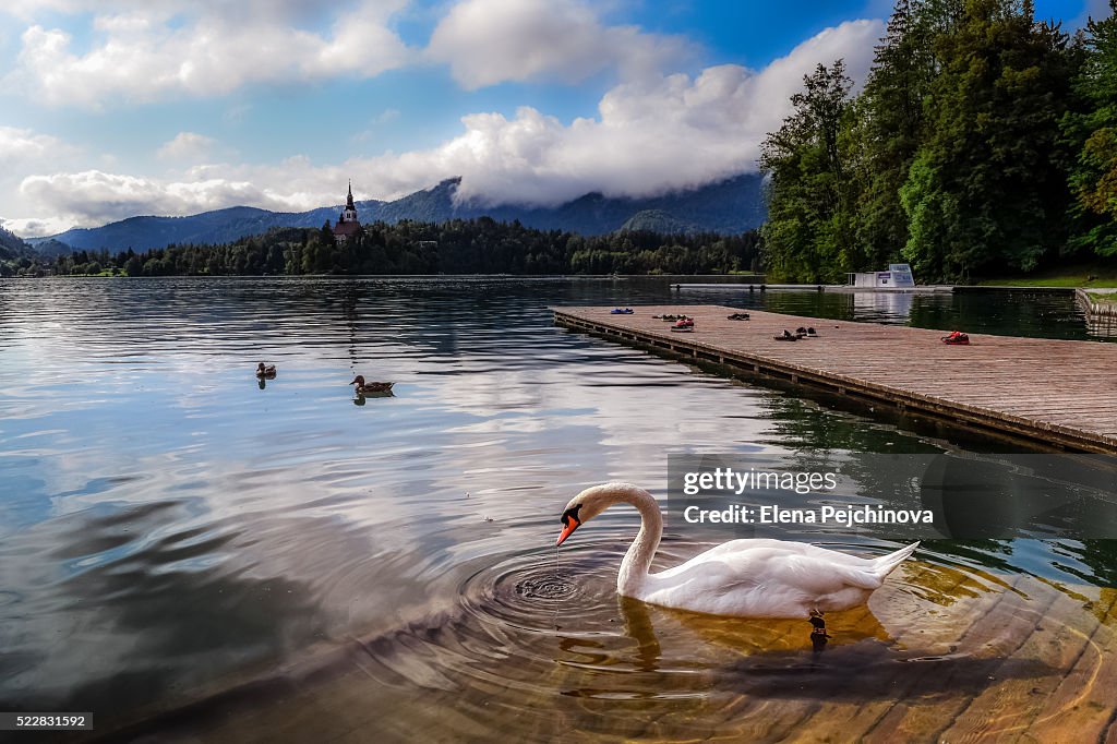 Bled Swimmers