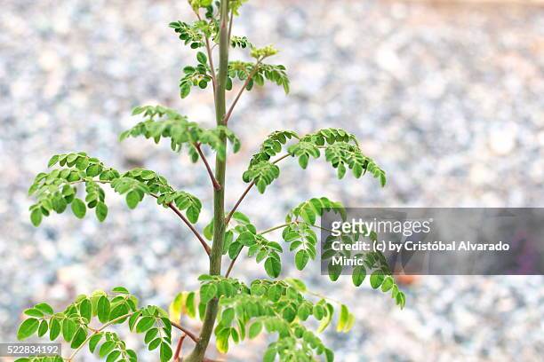 close-up of moringa oleifera branches growing in forest - moringa oleifera stockfoto's en -beelden