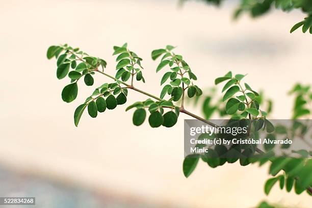 close-up of moringa oleifera branches growing in forest - moringa oleifera stock pictures, royalty-free photos & images