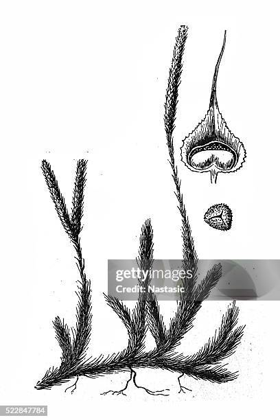 lycopodium - lycopodiaceae stock illustrations