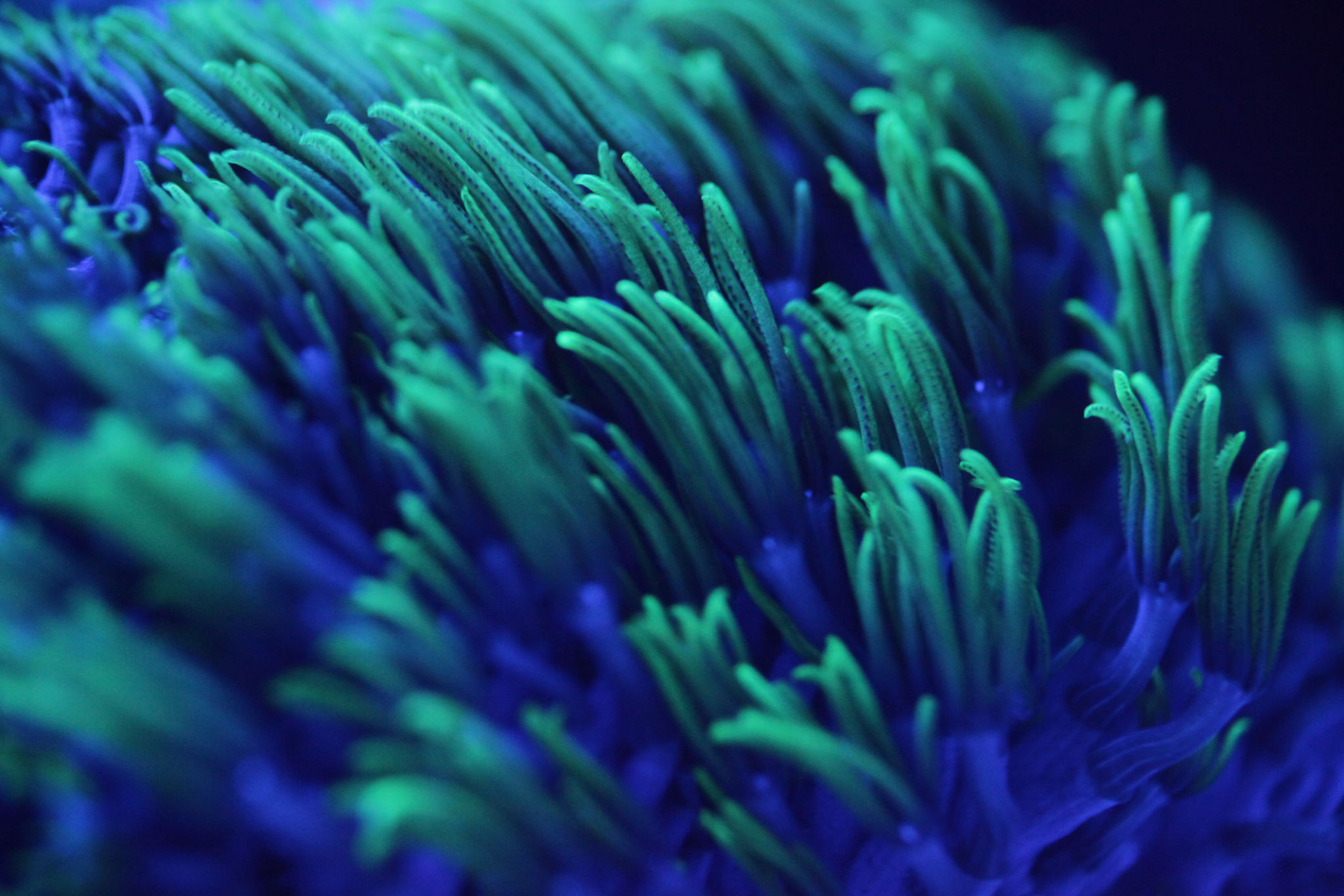 Macro shor of colorful corals Macro shor of colorful corals